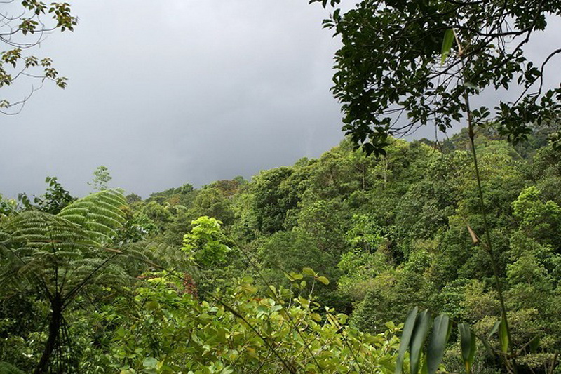 Sri Lanka, Sinharaja